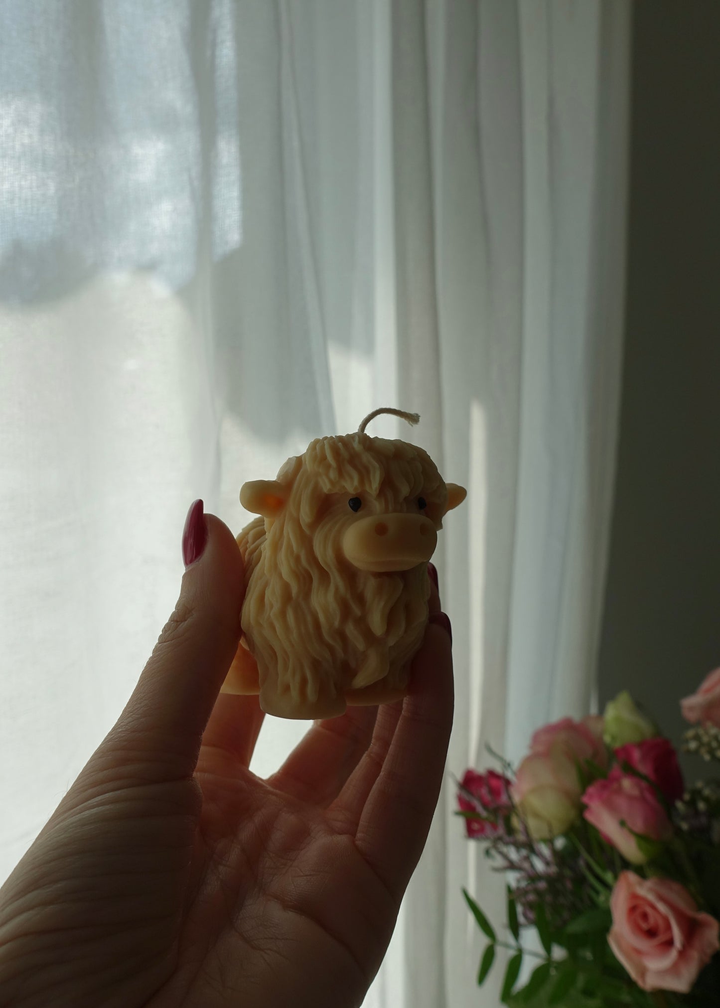 Paula the Highland Cow 🐮