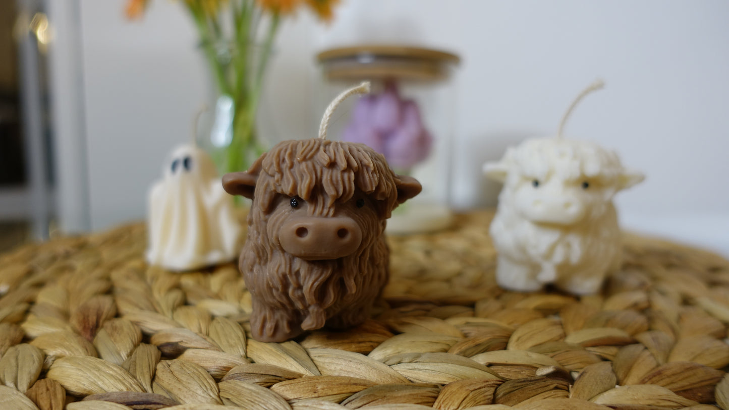 Paula the Highland Cow 🐮