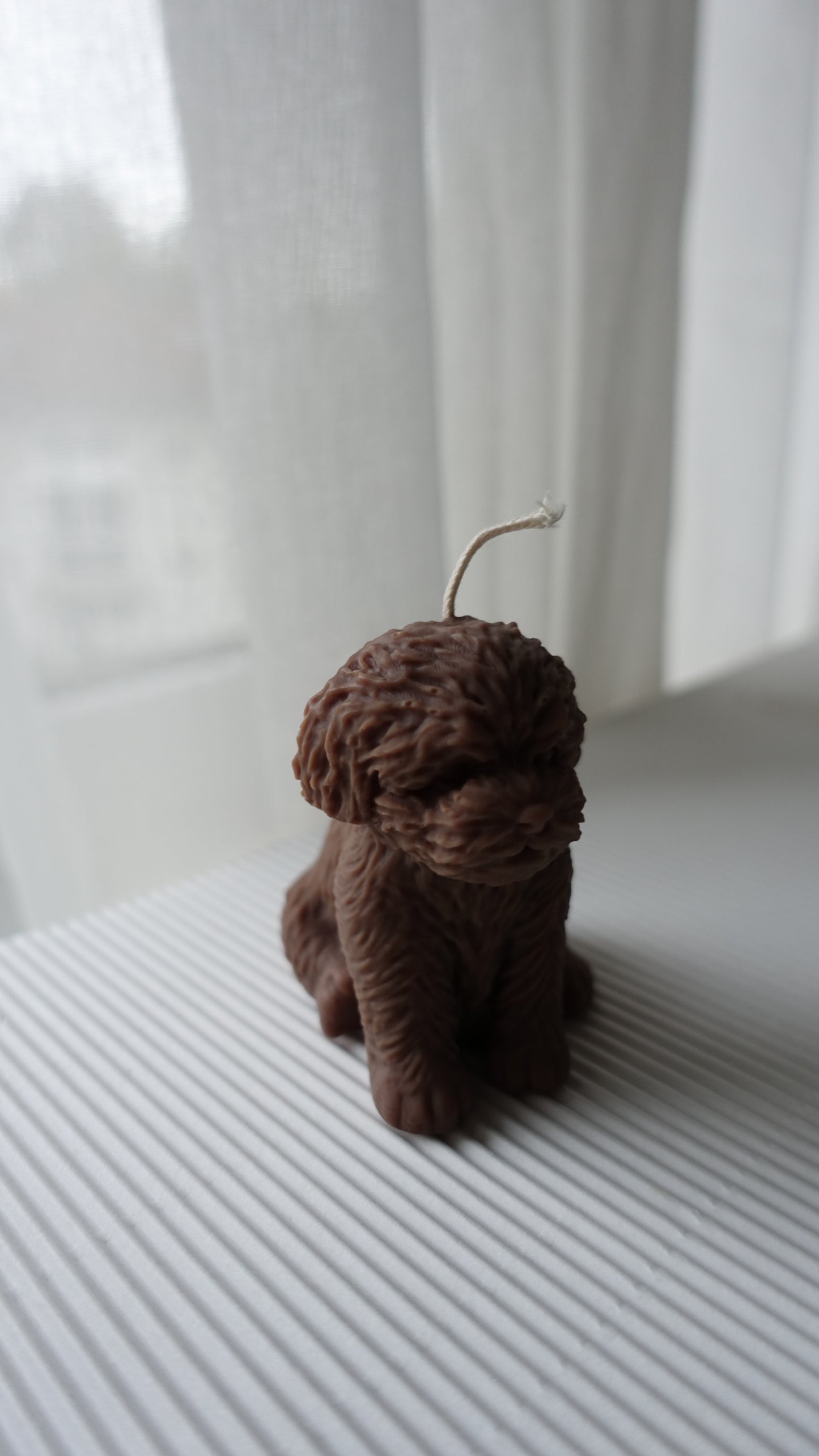 Luna – der Mini Pudel 🐩