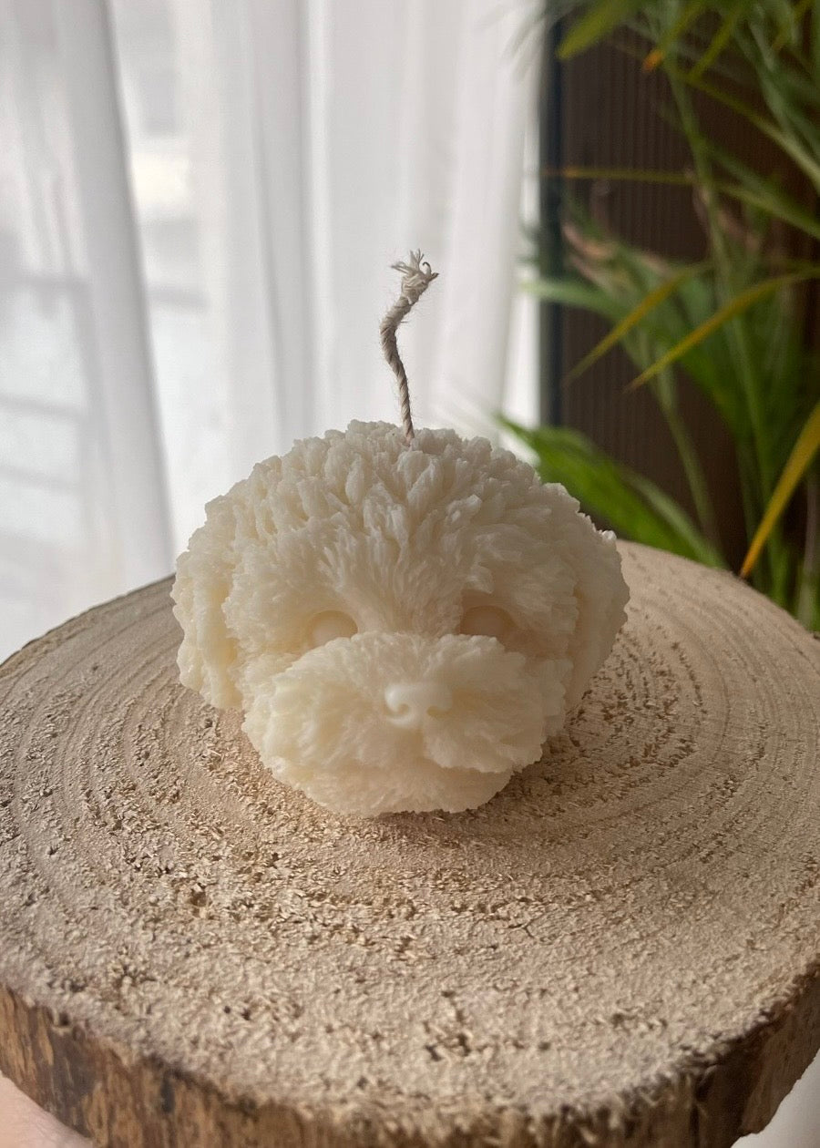 Luna – der Mini Pudel Kopf 🐩