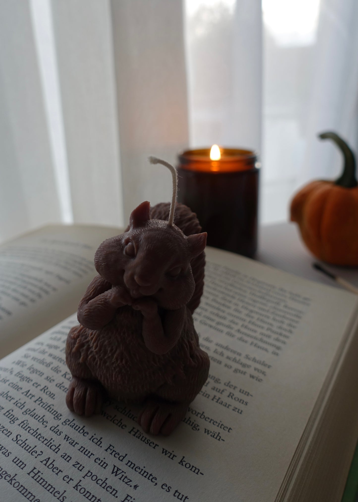 Chippy- das Eichhörnchen 🐿️