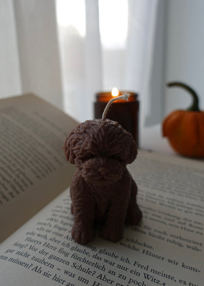 Luna – der Mini Pudel 🐩