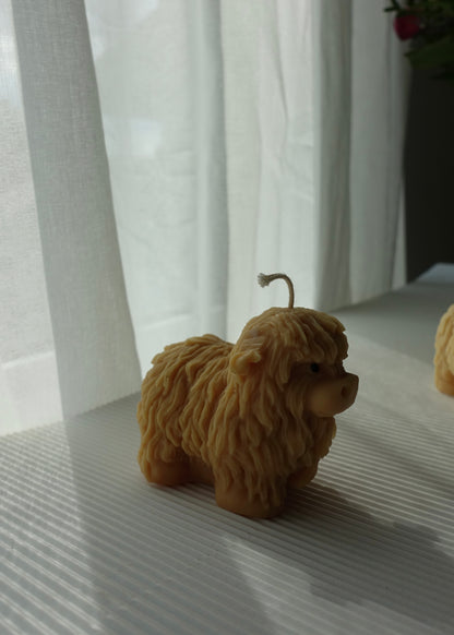 Paula the Highland Cow 🐮