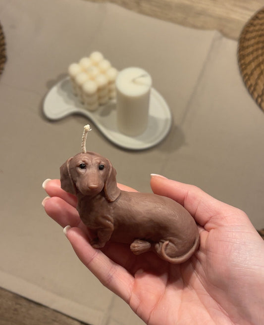 Mylo - der Dackel 🦴🐾