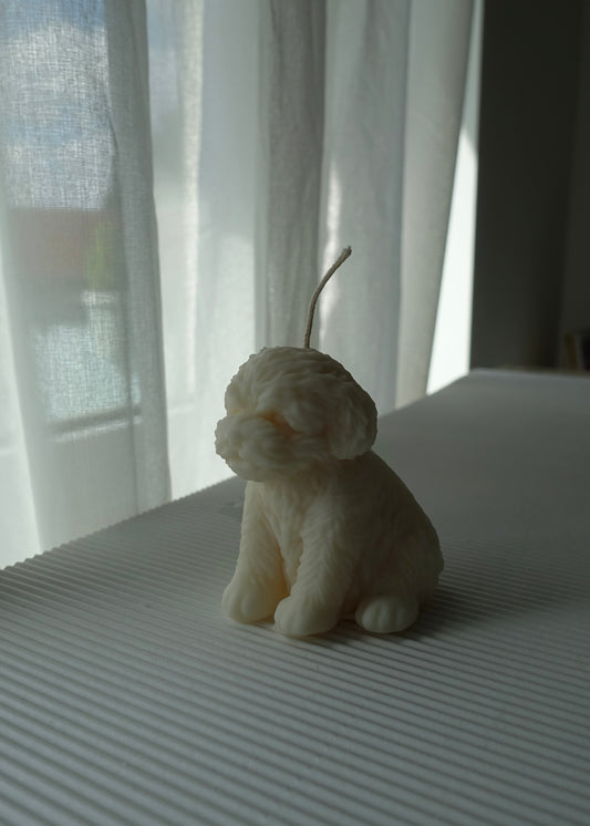 Luna – der Mini Pudel 🐩