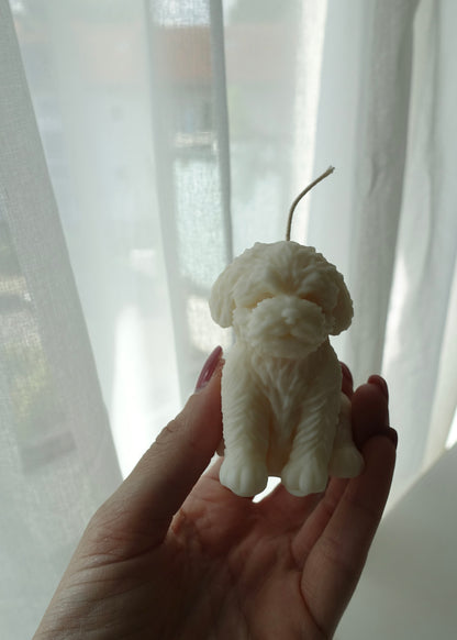 Luna – der Mini Pudel 🐩