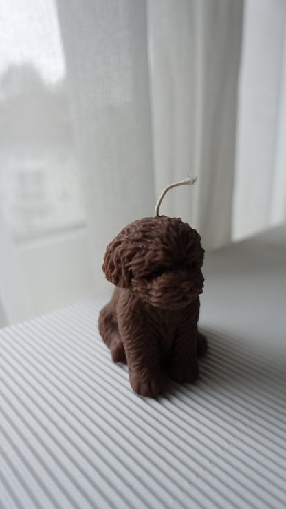 Luna – der Mini Pudel 🐩