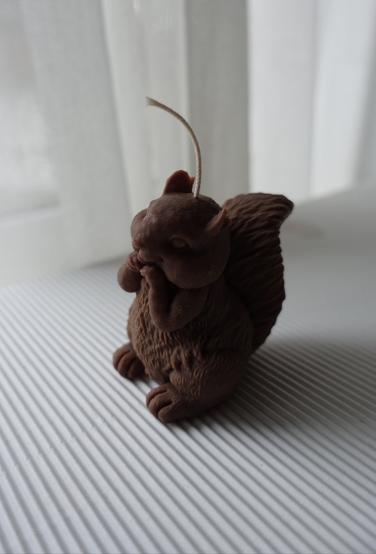 Chippy- das Eichhörnchen 🐿️